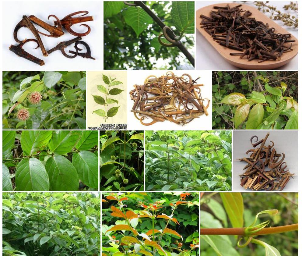 攀茎钩藤照片和图片/
