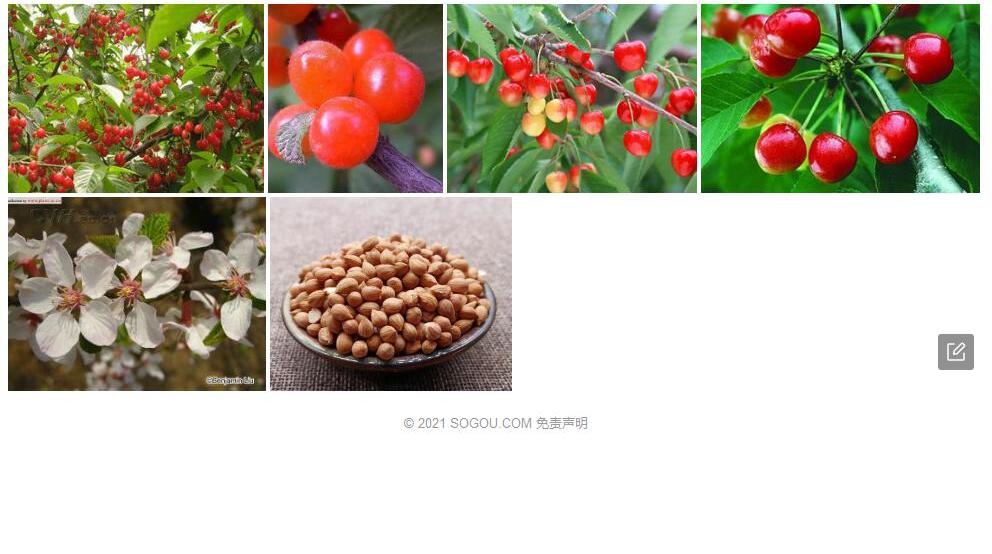 散毛樱桃照片和图片/