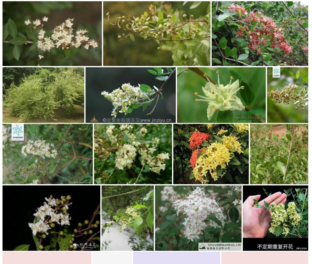 散沫花照片和图片/