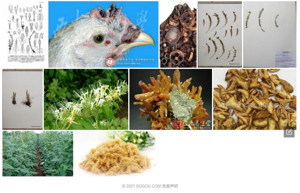 散痂虎耳草照片和图片/