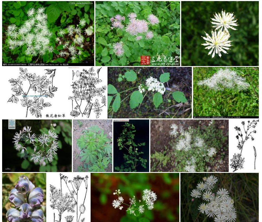 散花唐松草照片和图片/