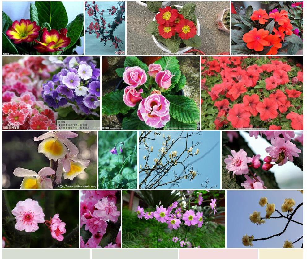 散花报春照片和图片/
