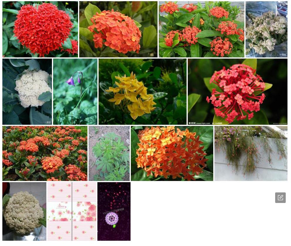 散花龙船花照片和图片/