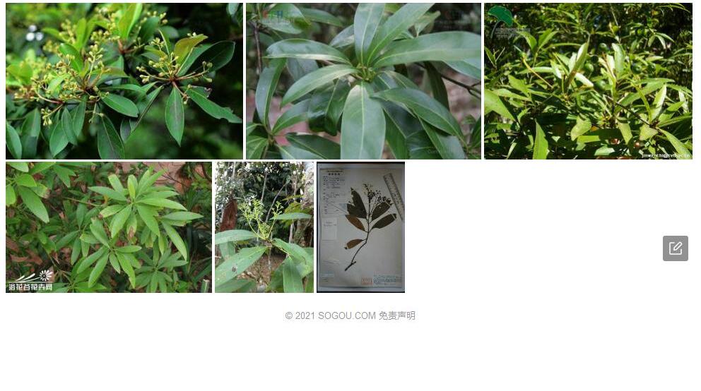 文山润楠照片和图片/