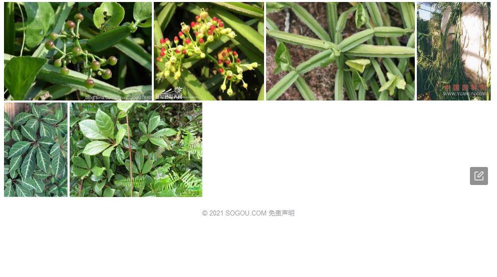 文山青紫葛照片和图片/