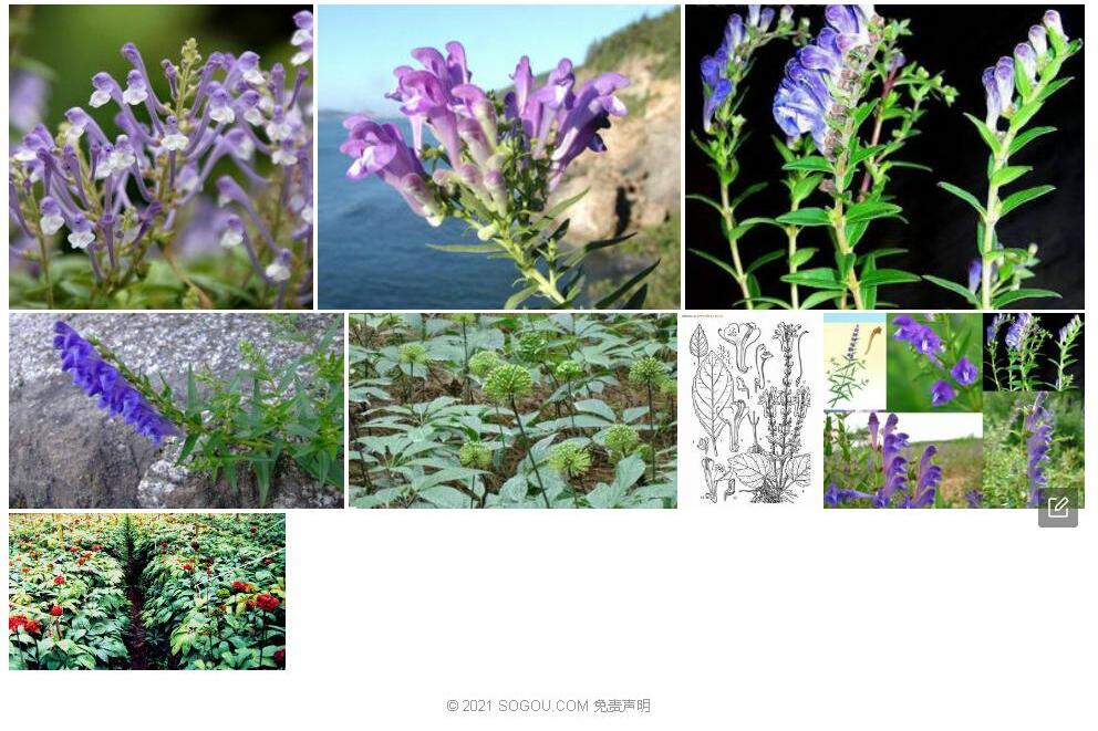 文山黄芩照片和图片/