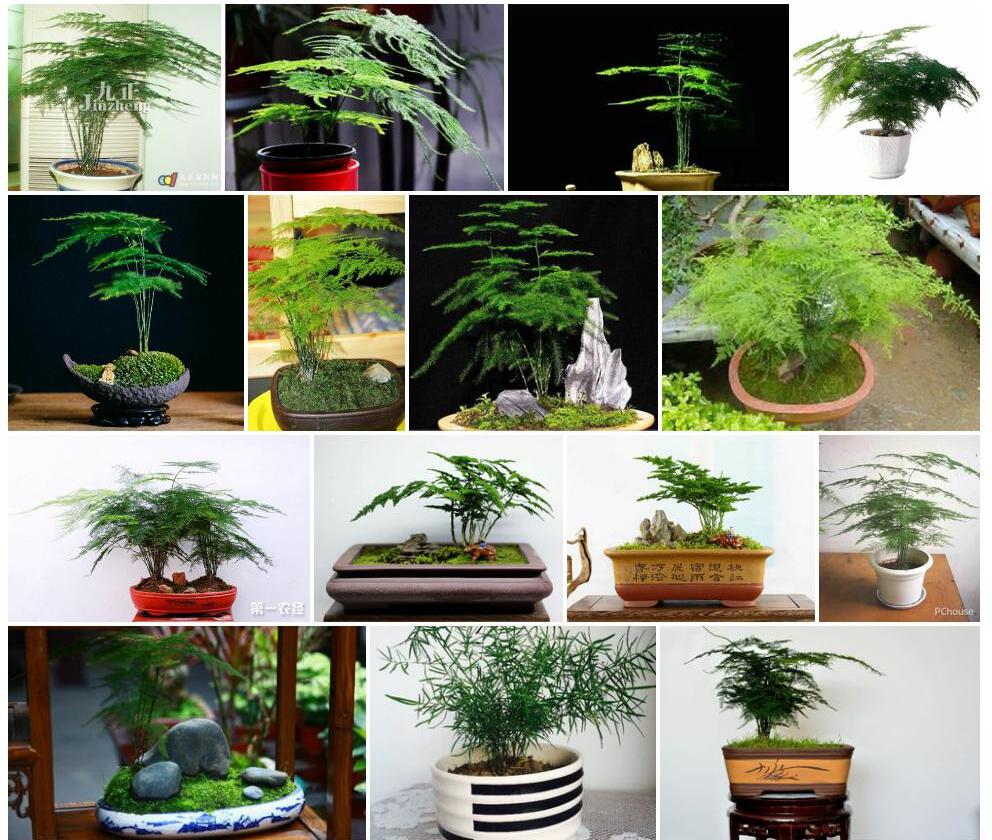 文竹照片和图片/