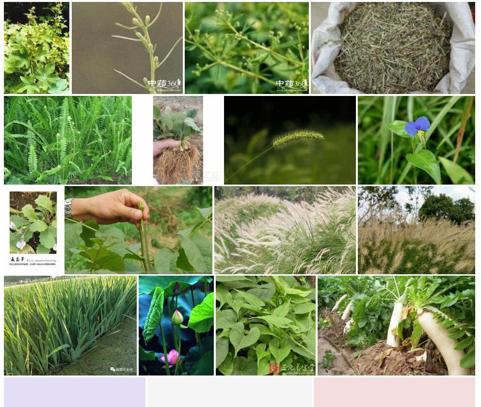 斐梭浦砧草照片和图片/