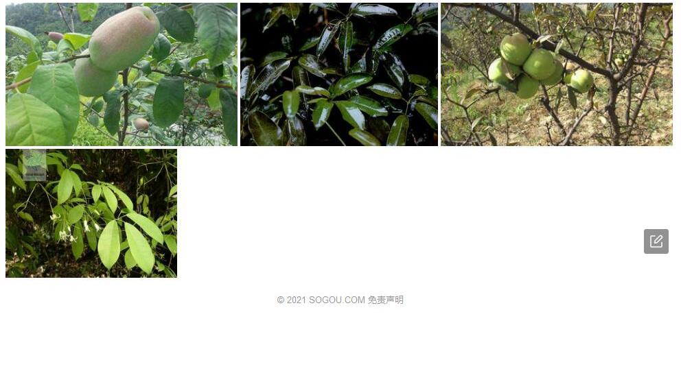斑叶野木瓜照片和图片/