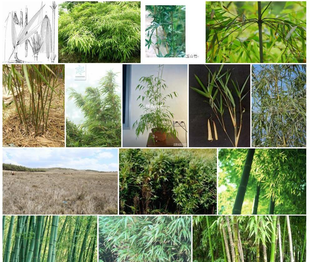 斑壳玉山竹照片和图片/