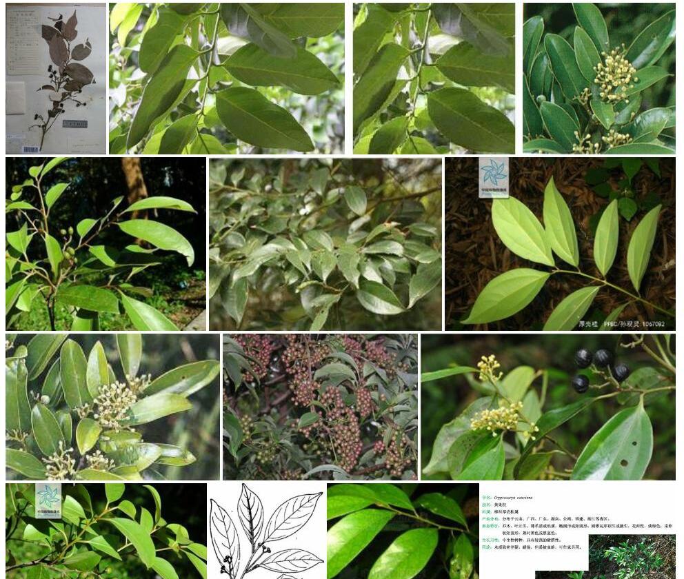 斑果厚壳桂照片和图片/