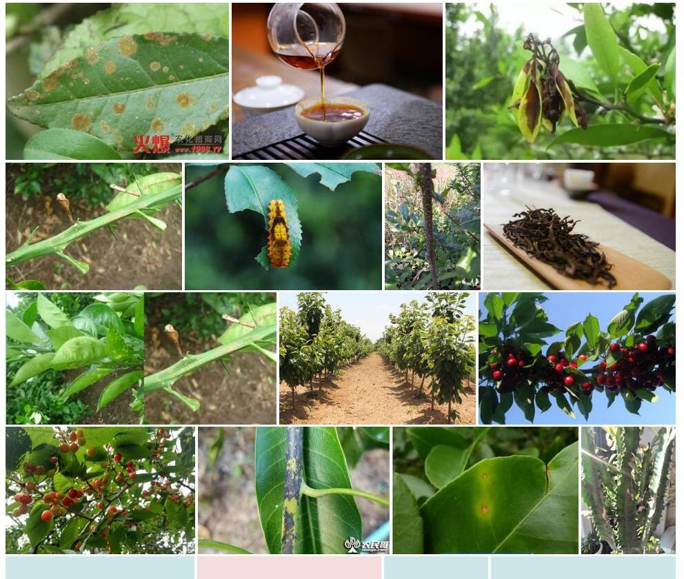 斑枝毛蕊茶照片和图片/