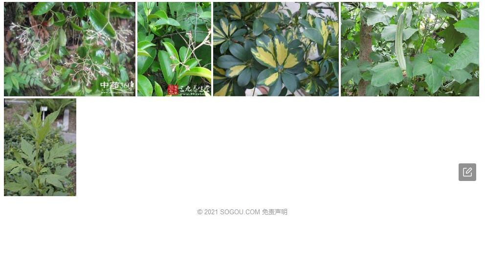 斑胶藤照片和图片/