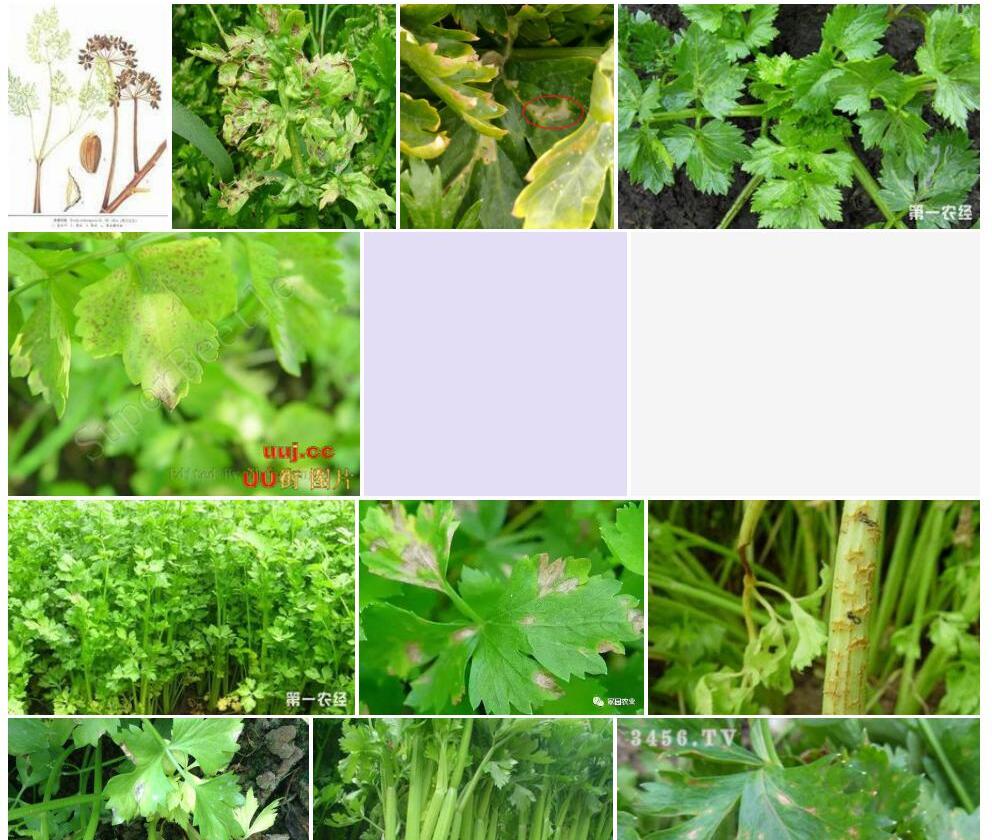 斑膜芹照片和图片/