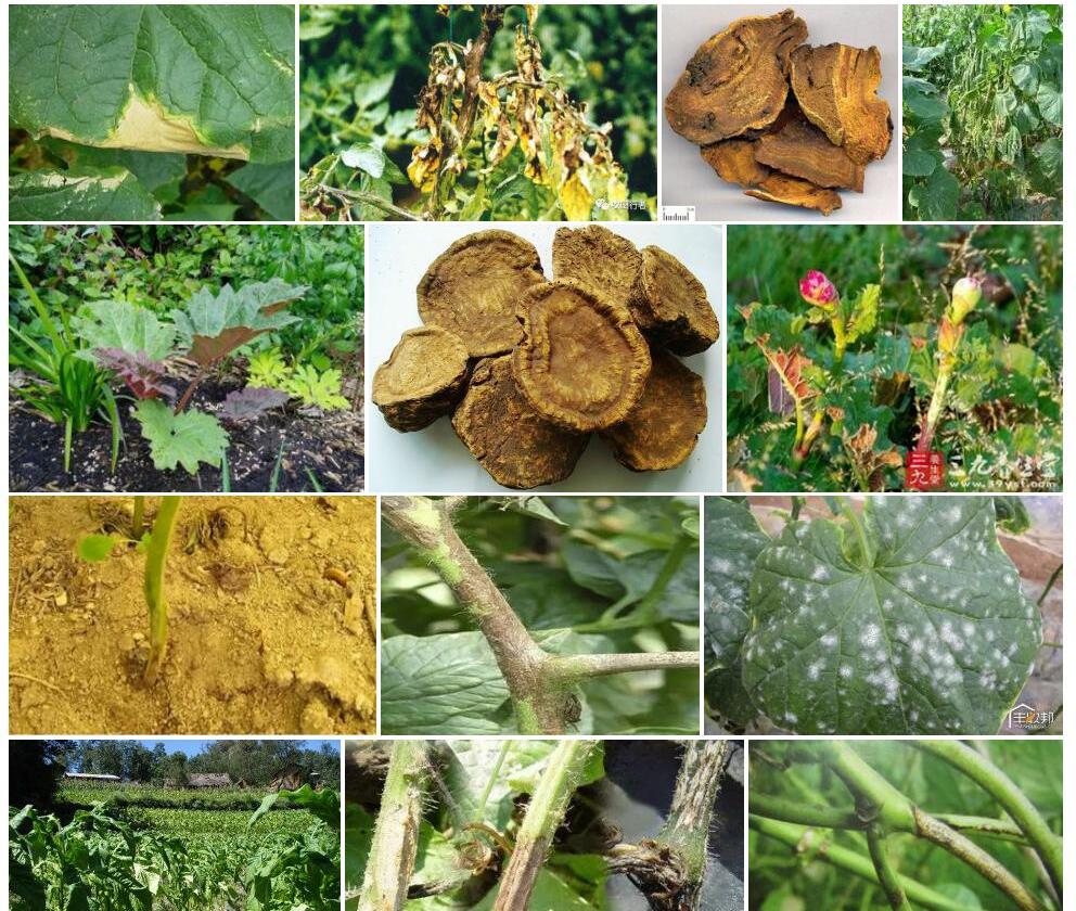 斑茎大黄照片和图片/
