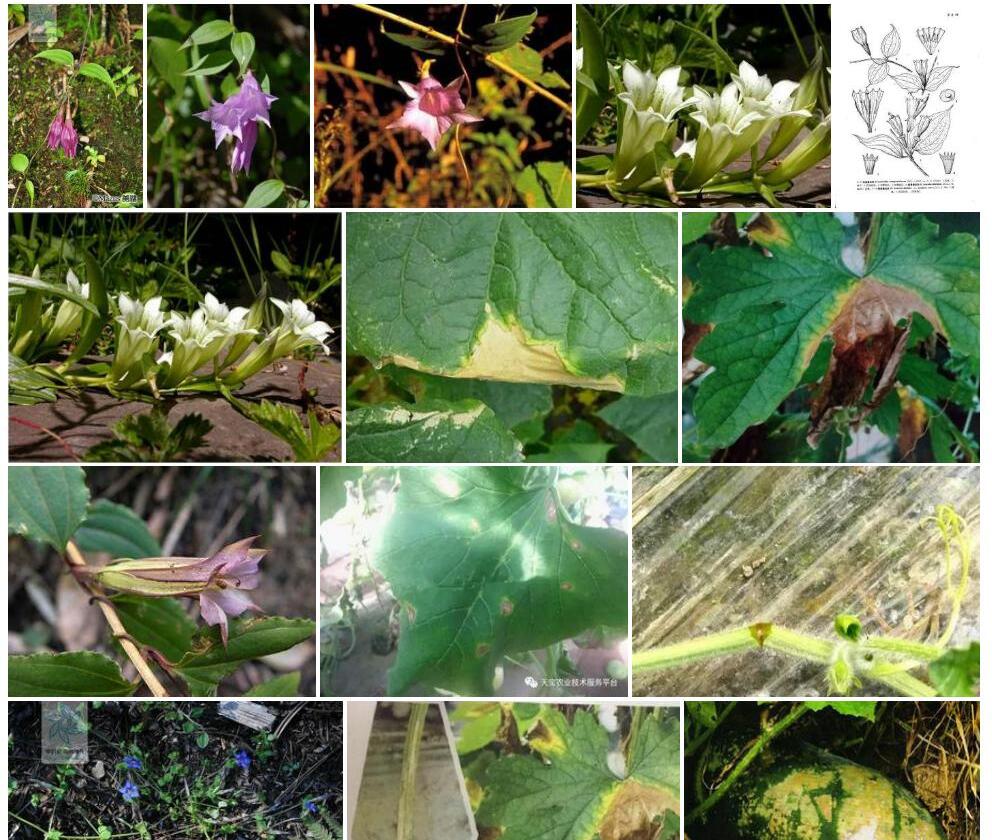 斑茎蔓龙胆照片和图片/