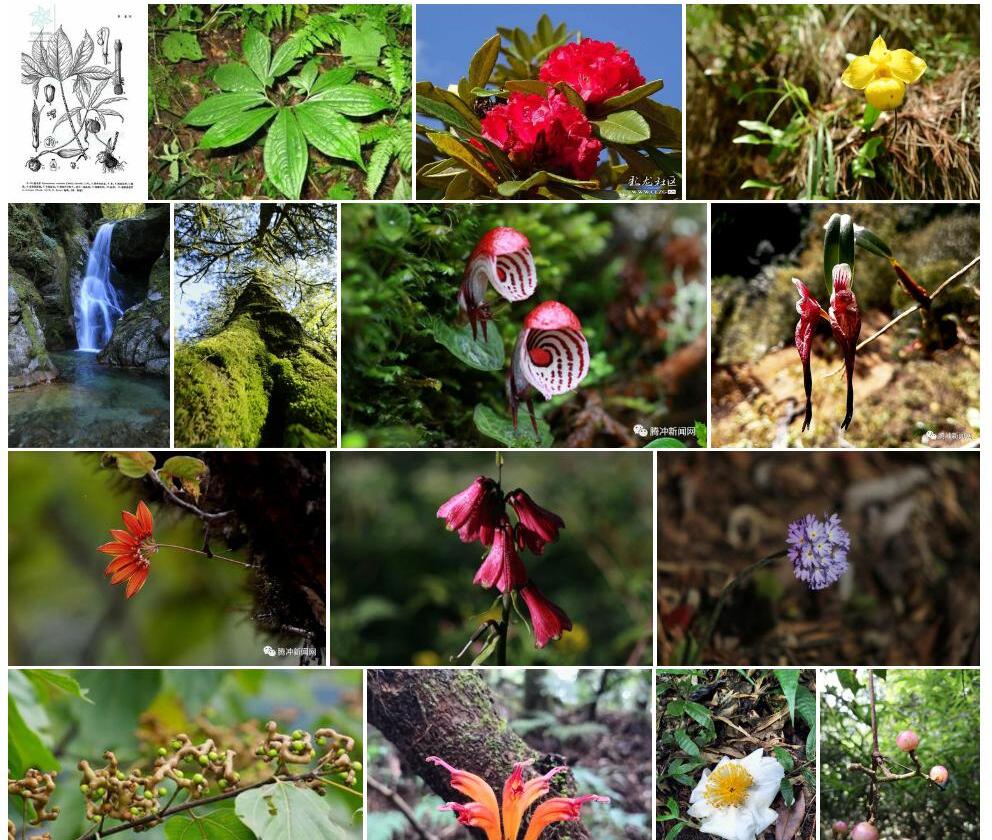 斑龙芋照片和图片/