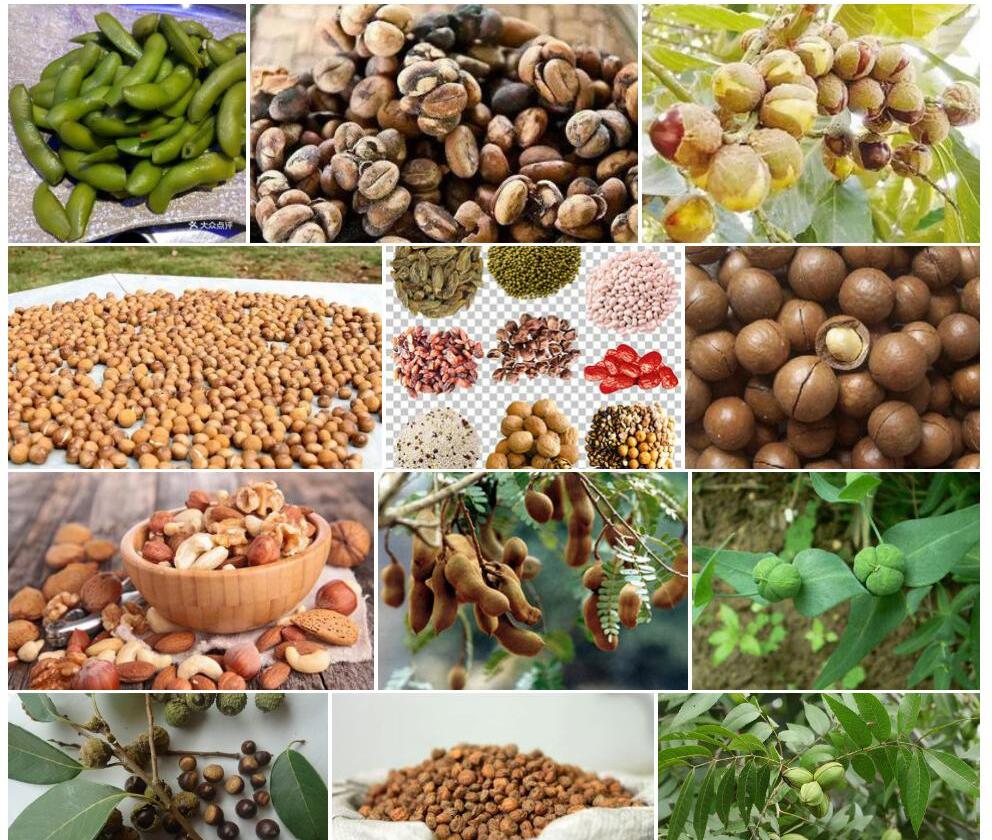 斜果山羊豆照片和图片/