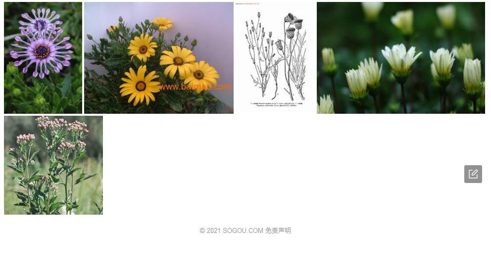 斜果菊照片和图片/