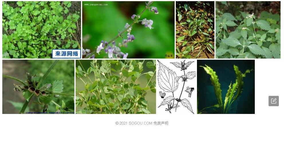 斜萼草照片和图片/