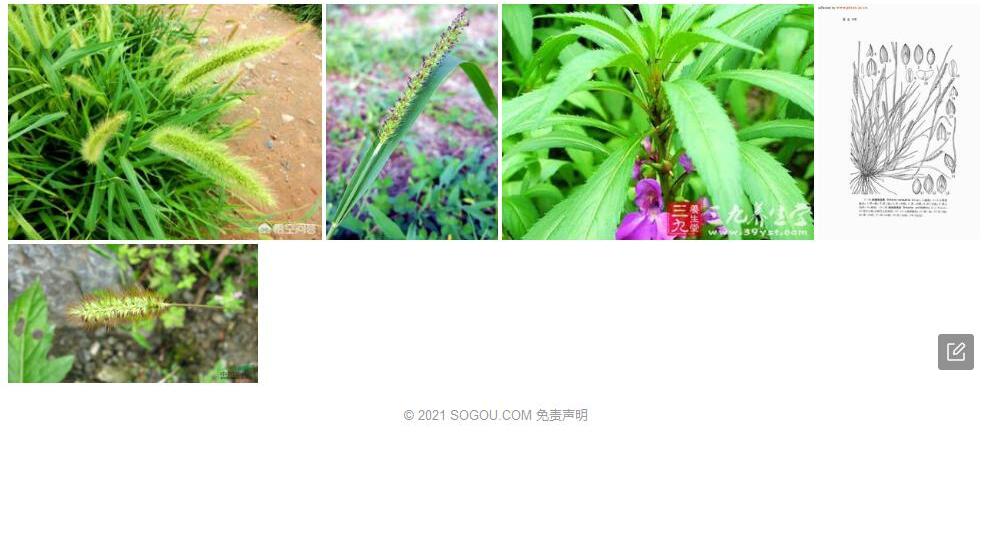 断穗狗尾草照片和图片/