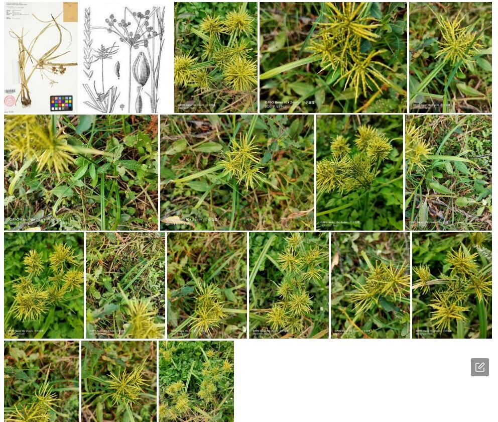 断节莎照片和图片/