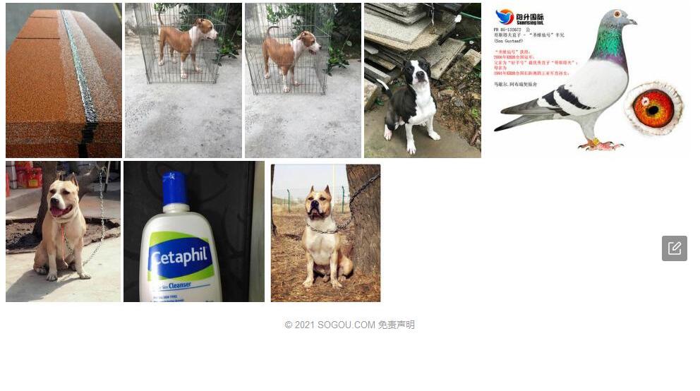 斯塔夫早熟禾照片和图片/
