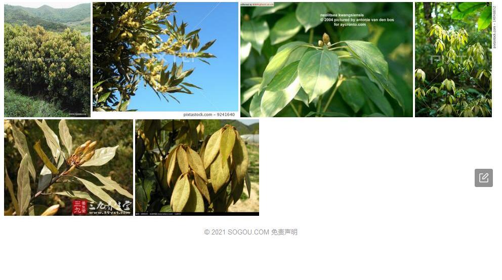 新宁新木姜子照片和图片/