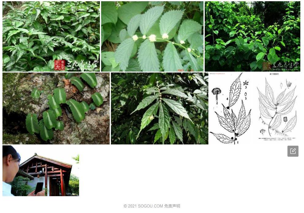 新宁楼梯草照片和图片/