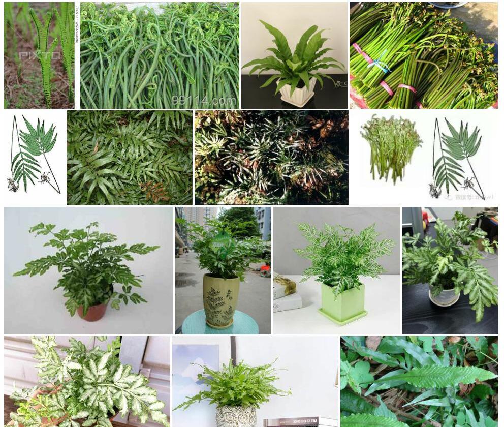 新店线蕨照片和图片/