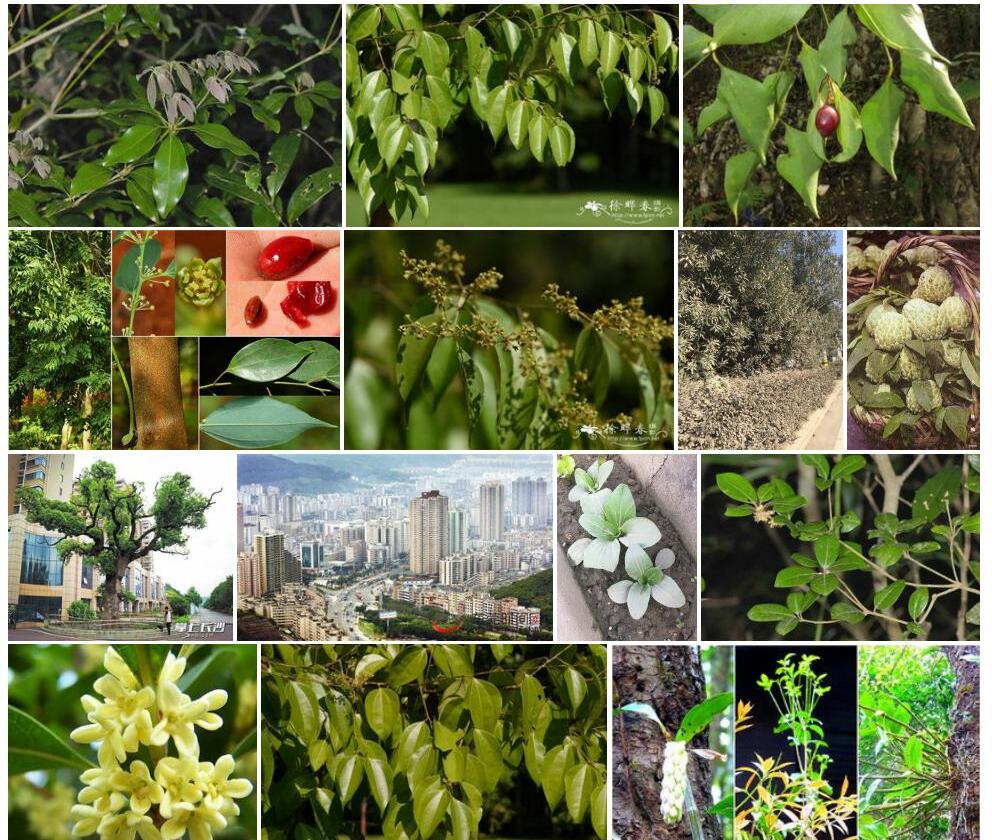 新樟照片和图片/