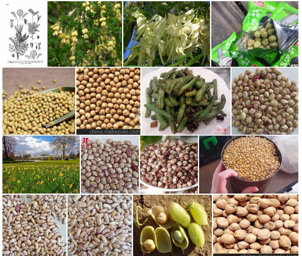 新疆丽豆照片和图片/