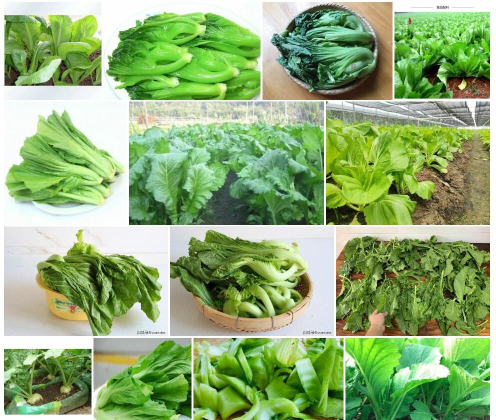 新疆天芥菜照片和图片/