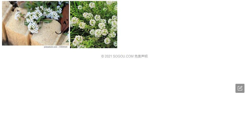新疆庭荠照片和图片/