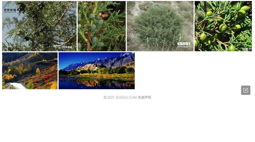 新疆方枝柏照片和图片/