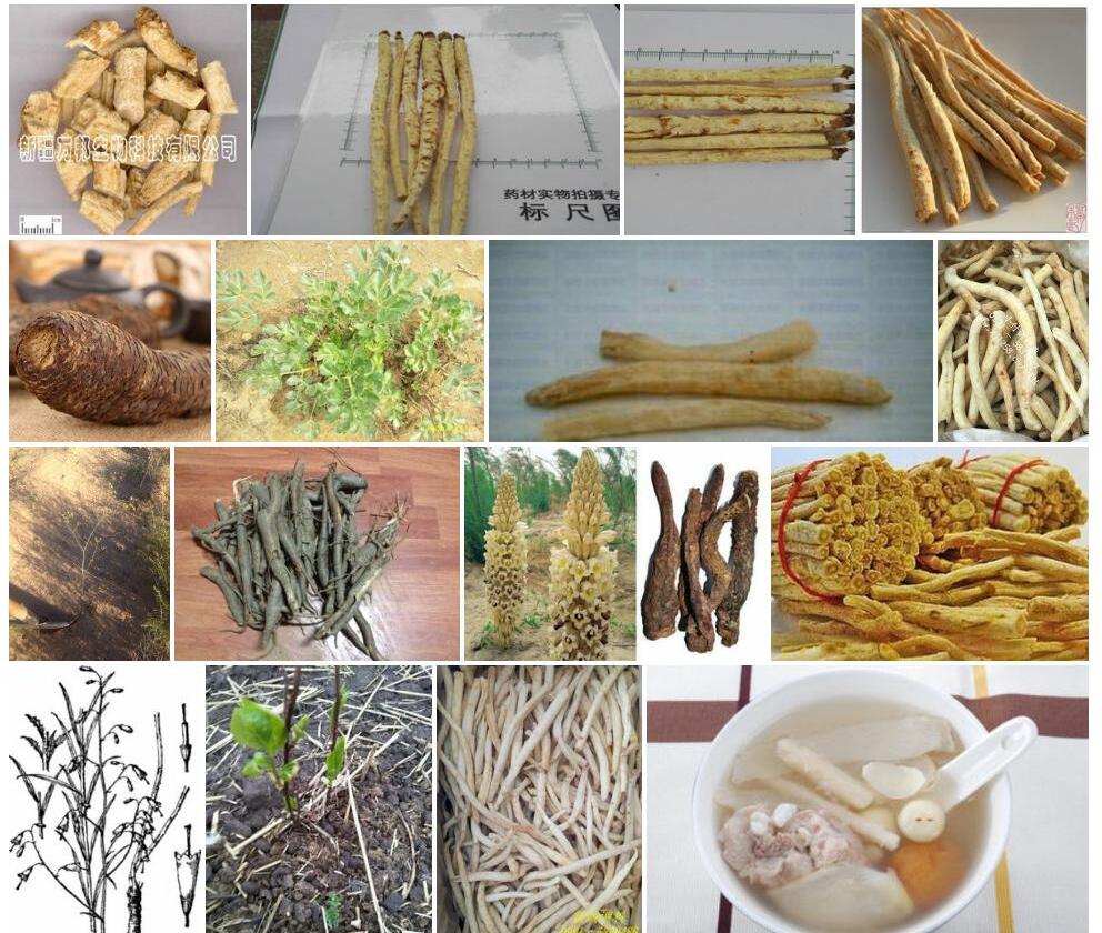 新疆沙参照片和图片/