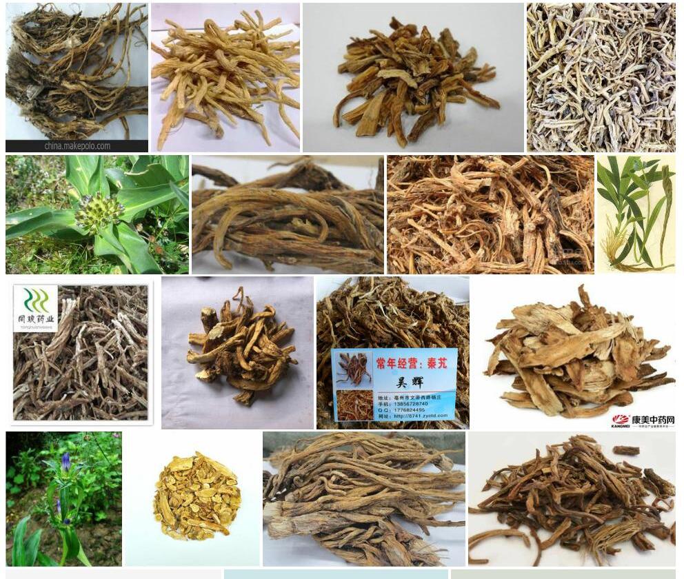 新疆秦艽照片和图片/