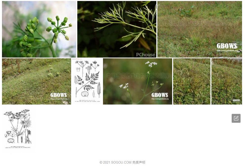新疆细叶芹照片和图片/