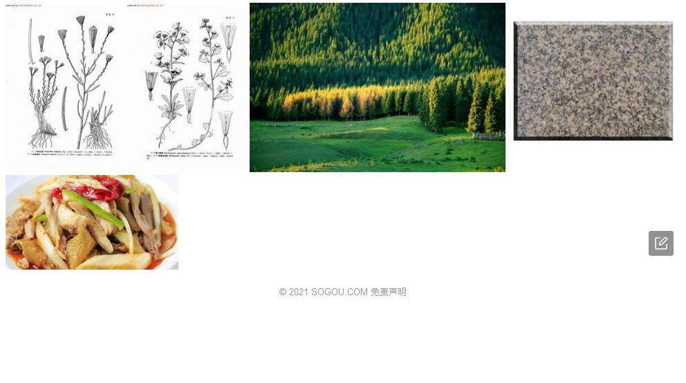 新疆麻菀照片和图片/