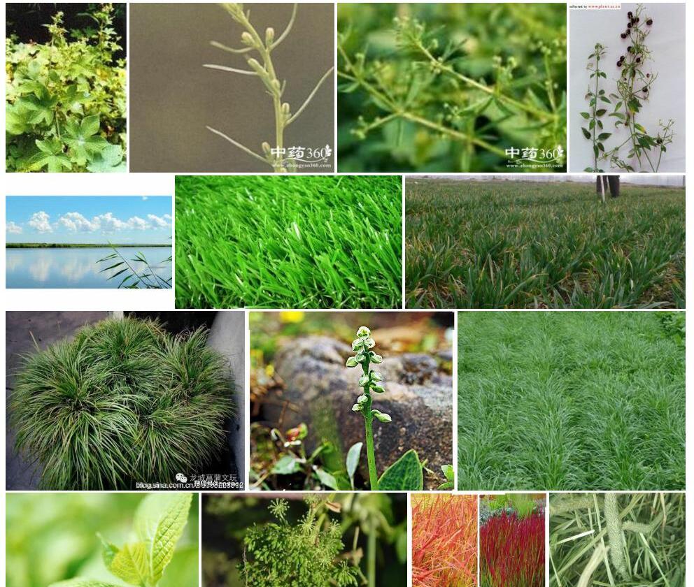 新砧草照片和图片/