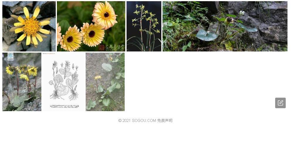 方叶垂头菊照片和图片/
