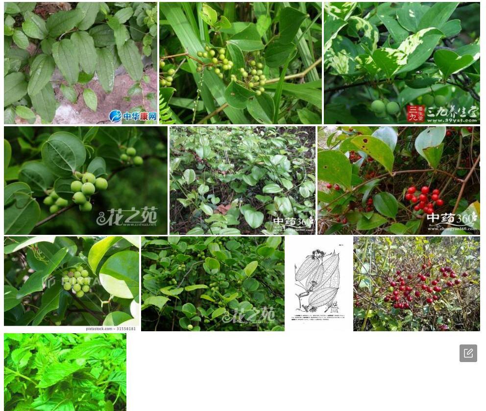 方枝菝葜照片和图片/
