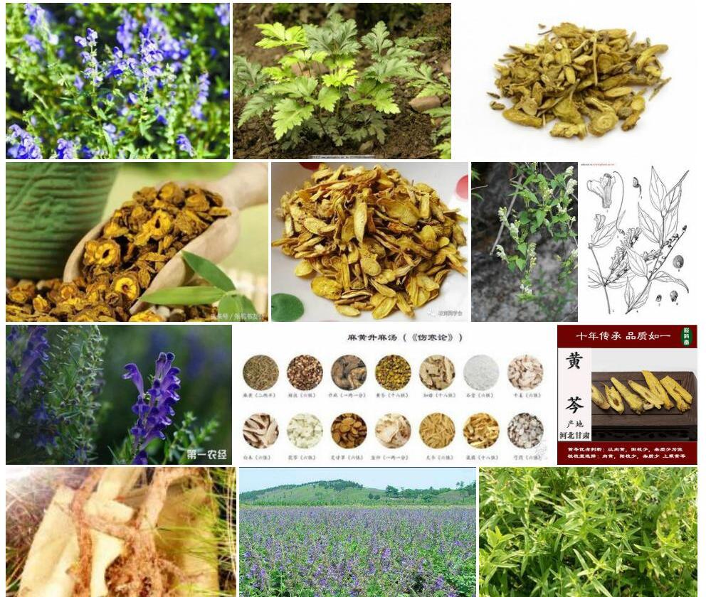 方枝黄芩照片和图片/