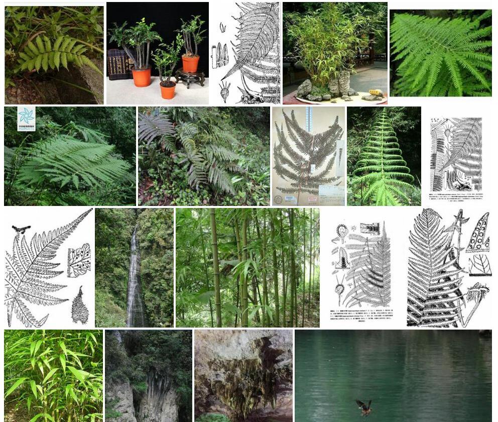 方秆蕨照片和图片/