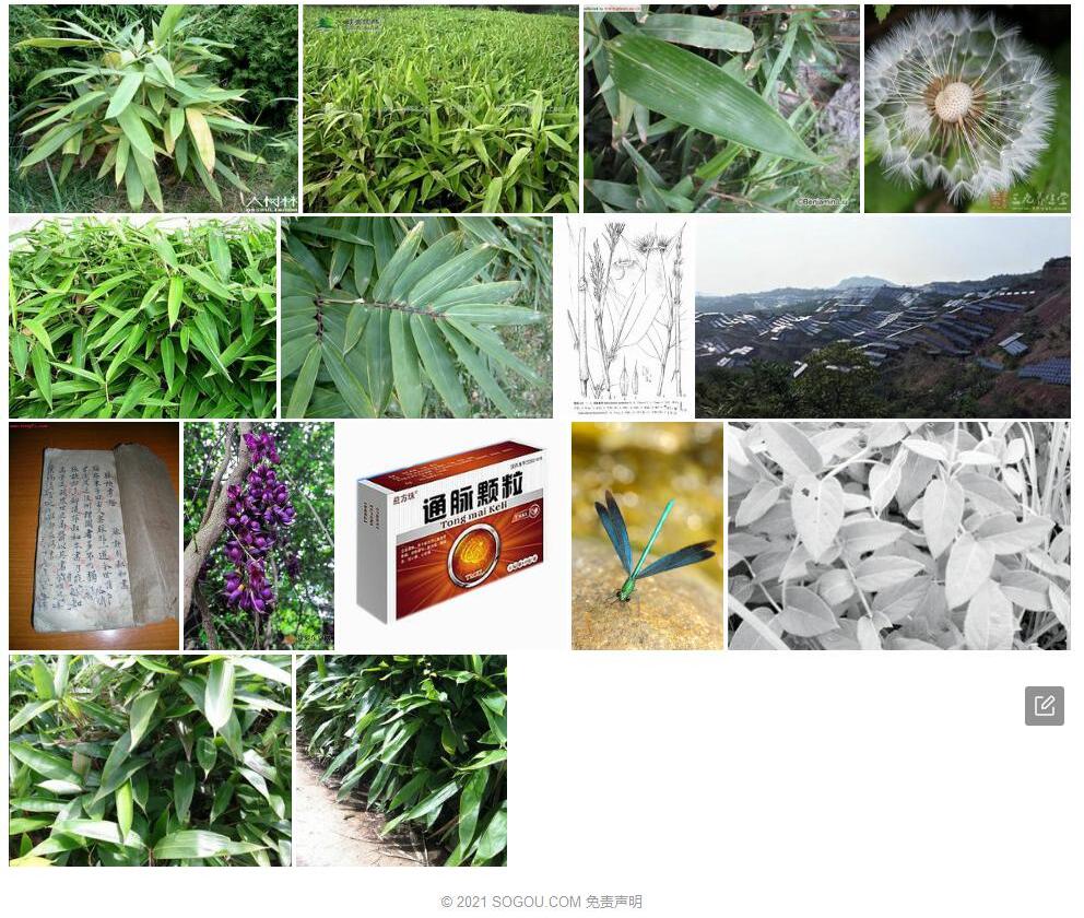方脉箬竹照片和图片/