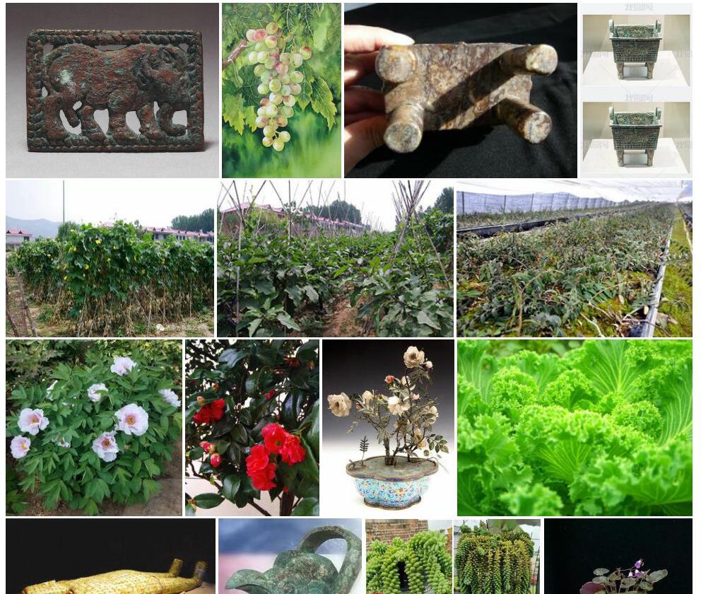 方鼎蛇根草照片和图片/