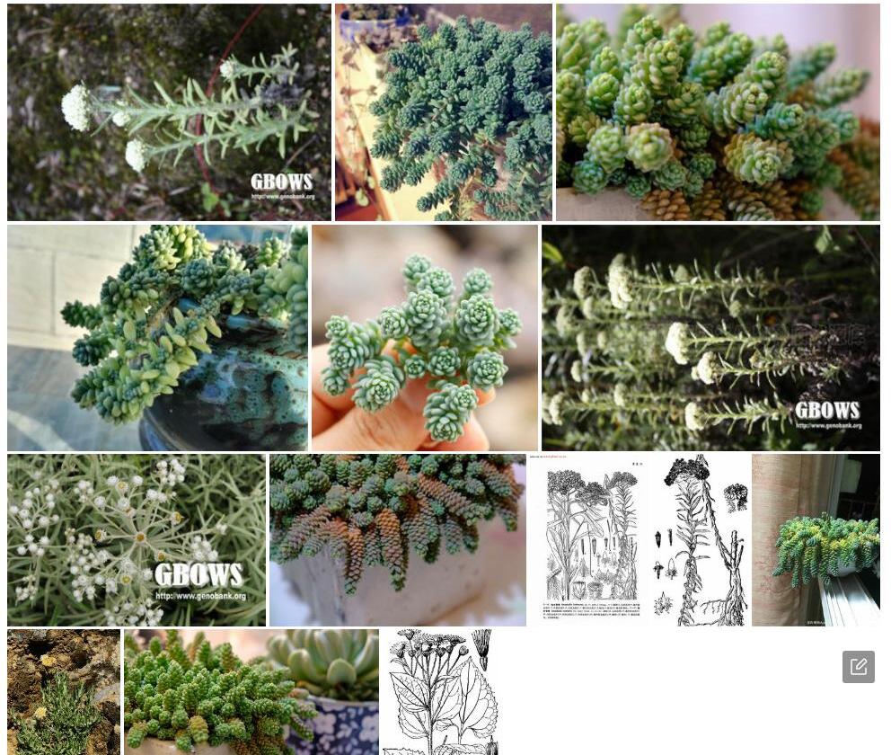 旋叶香青照片和图片/
