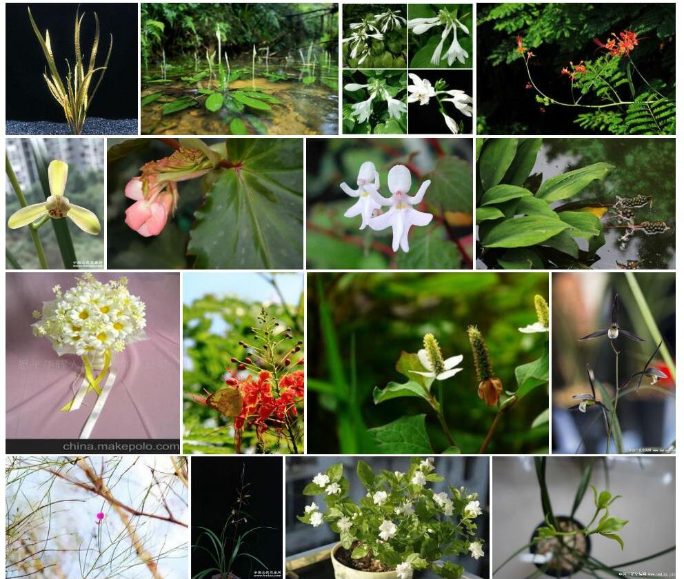 旋苞隐棒花照片和图片/