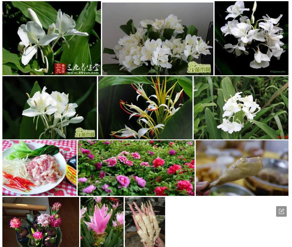 无丝姜花照片和图片/
