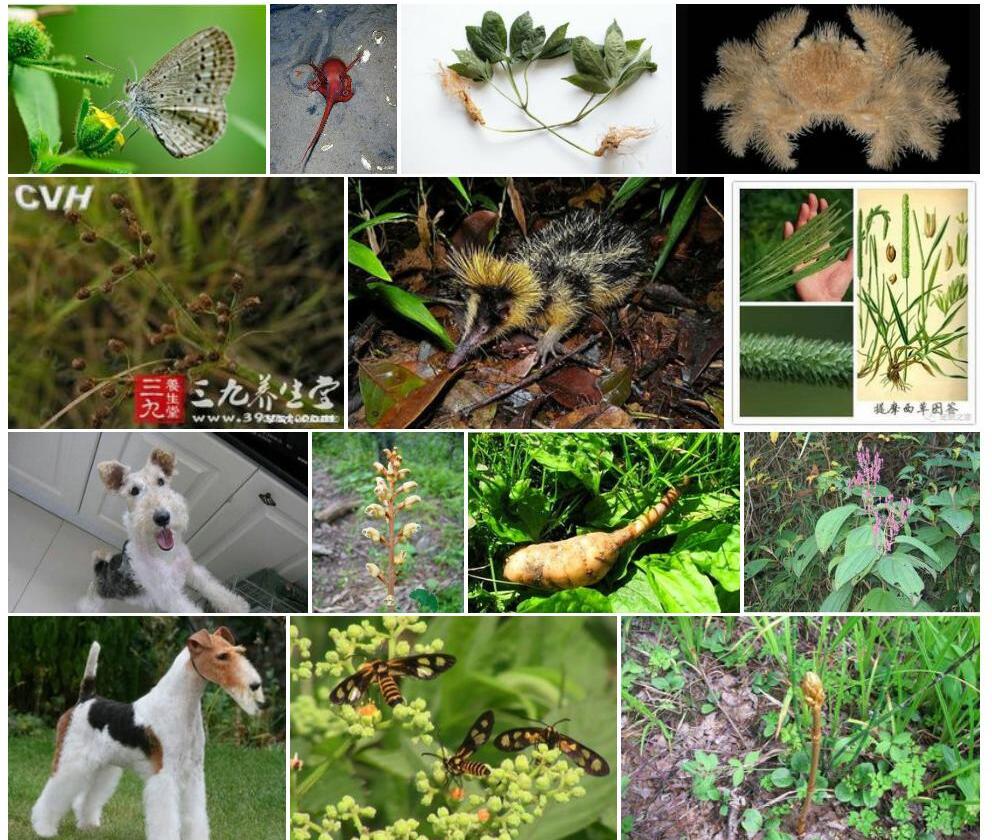 无刚毛赤箭莎照片和图片/